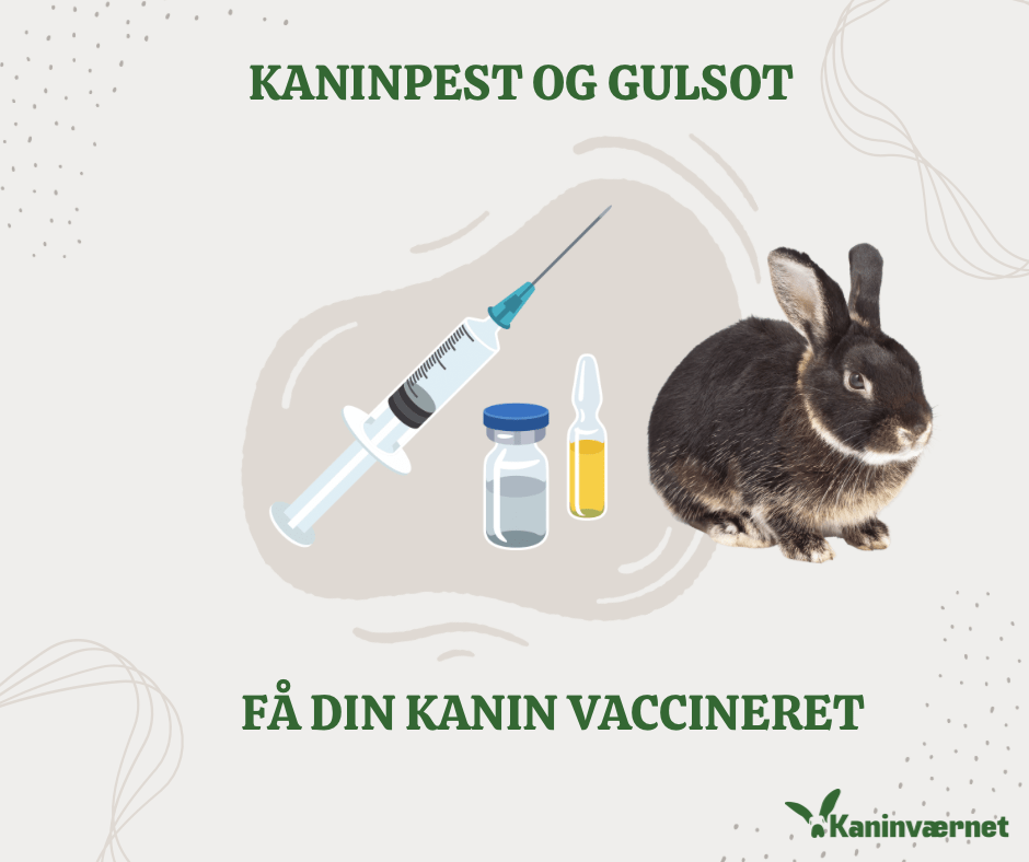 PAS PÅ DIN KANIN – FÅ DEN VACCINERET MOD KANINPEST