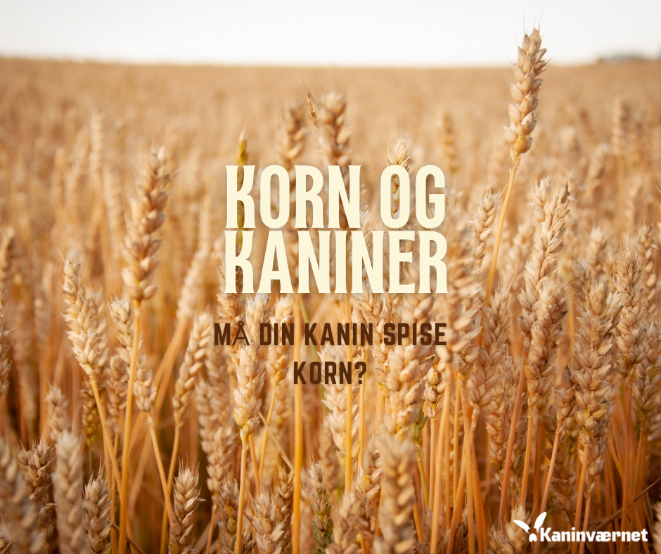 KORN OG KANINER – 4 HURTIGE TIPS!